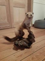 Fouine empaillée, Verzamelen, Dierenverzamelingen, Ophalen, Zo goed als nieuw, Wild dier, Opgezet dier