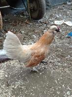 Hanen, Dieren en Toebehoren