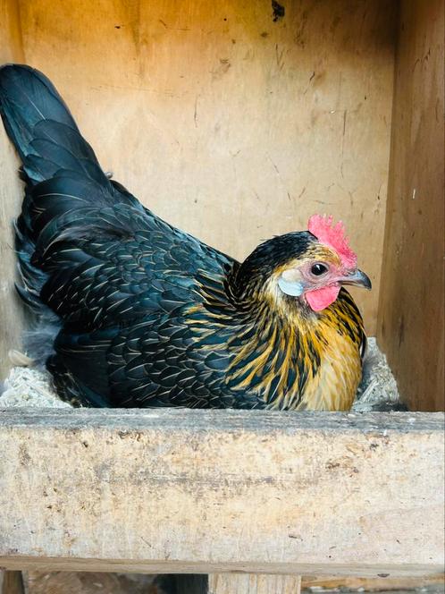Bassette, Dieren en Toebehoren, Pluimvee