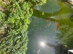 Koi vissen, Dieren en Toebehoren, Vissen | Vijvervissen, Karper of Koi