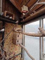 Zebravinken te koop, Dieren en Toebehoren, Vogels | Overige Vogels, Meerdere dieren