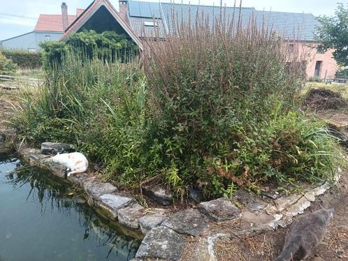 vijverplanten te geef...., Tuin en Terras, Planten | Tuinplanten, Vijverplanten, Ophalen