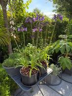 2 potten Agapanthus Poppin Purple, Tuin en Terras, Volle zon, Vaste plant, Zomer, Ophalen