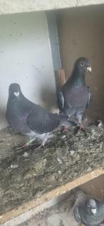 Postduiven, Dieren en Toebehoren, Vogels | Duiven