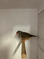 Zebra vink pop 2025, Vrouwelijk, Tropenvogel