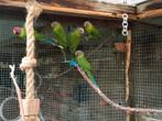 3 Pruim koppen, Dieren en Toebehoren, Vogels | Parkieten en Papegaaien, Meerdere dieren, Papegaai, Geringd