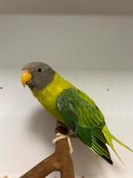1-1 pruimkop parkiet split cinnamon X cinnamon ( in nl ), Dieren en Toebehoren, Vogels | Parkieten en Papegaaien, Meerdere dieren