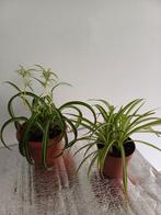 Planten te koop (set van 2), Ophalen
