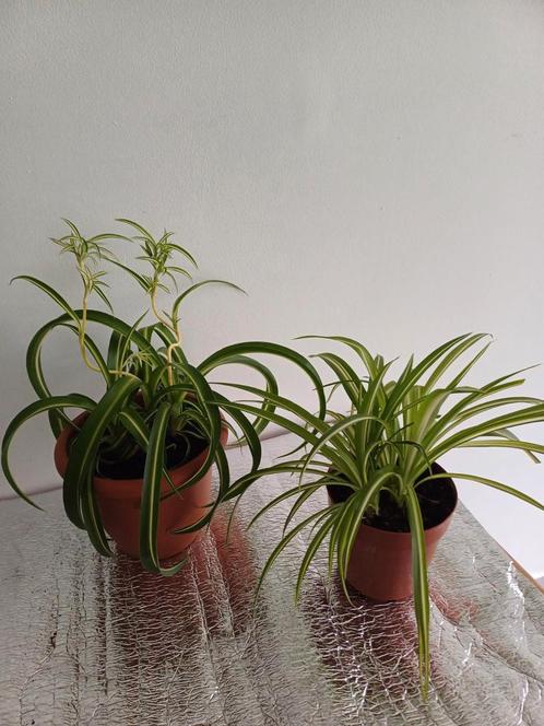 Planten te koop (set van 2), Huis en Inrichting, Kamerplanten, Ophalen
