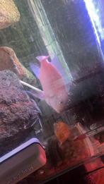 3 aqariums te koop, Animaux & Accessoires, Reptiles & Amphibiens, Autres espèces