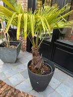 Palmboom, Tuin en Terras, Ophalen