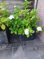 2 grote stenen bloembakken met witte hortensias, Tuin en Terras, Ophalen