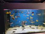 Aquarium met malawis, Ophalen of Verzenden