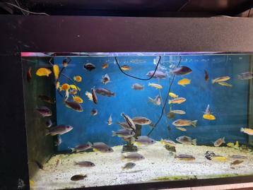 Aquarium met malawis beschikbaar voor biedingen