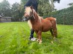 Merrie shetlanders, Dieren en Toebehoren, Pony's, Merrie