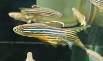 Hobbyaquarium Zebra Danio sluier Zondag 1 Juni AKTIE 12/17u beschikbaar voor biedingen