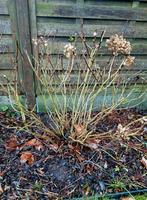 Hortensia macrophylla, Tuin en Terras, Planten | Tuinplanten, Ophalen, Zomer