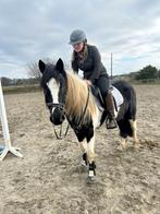 Halve stal gezocht, Dieren en Toebehoren, Paarden, Merrie, Minder dan 160 cm, Recreatiepaard, 11 jaar of ouder