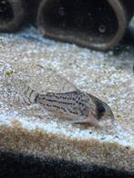 Corydoras schwartzi, Dieren en Toebehoren