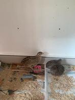 Chinese kwartels, Dieren en Toebehoren, Meerdere dieren