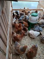 brahma alle kleurslagen reume keuze (60 kip)actie 4+1 GRATIS, Dieren en Toebehoren, Pluimvee, Vrouwelijk, Kip