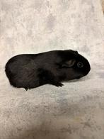 Cavia zwart vrouwtje, Dieren en Toebehoren, Knaagdieren, Mei, Vrouwelijk, Cavia