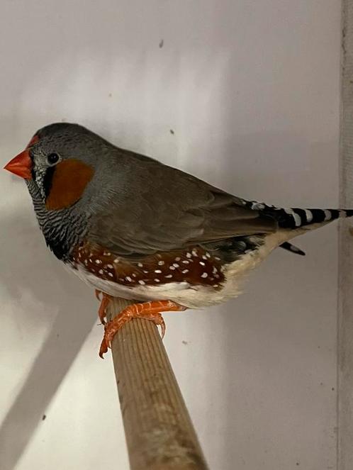 Zebra vinken, Dieren en Toebehoren, Vogels | Overige Vogels