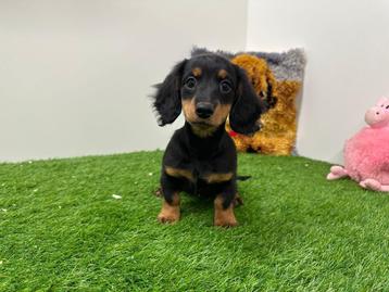 Langharige Dwergteckel pups beschikbaar voor biedingen