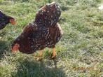 wyandotte kriel en vele andere rassen 4+1 gratis, Dieren en Toebehoren, Pluimvee, Vrouwelijk, Kip