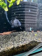 Zebra cicliden, Dieren en Toebehoren, Vissen | Aquariumvissen