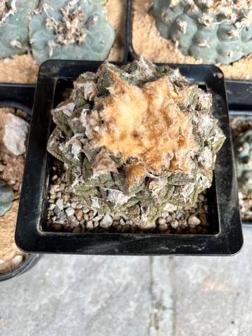 Ariocarpus fissuratus beschikbaar voor biedingen
