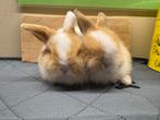 Minilopjes, Dieren en Toebehoren, Konijnen, Vrouwelijk, Middelgroot, Hangoor, 0 tot 2 jaar