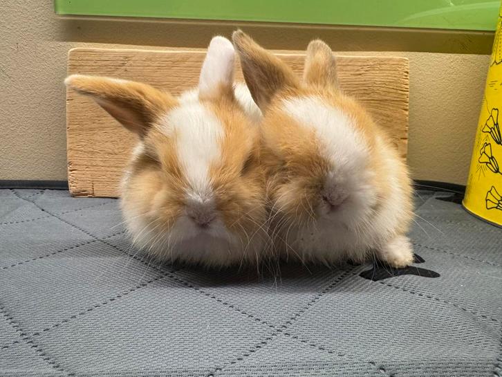 Minilopjes, Dieren en Toebehoren, Konijnen, Middelgroot, Vrouwelijk, 0 tot 2 jaar, Hangoor