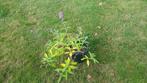 Vlinderstruik, Tuin en Terras, Planten | Tuinplanten, Ophalen