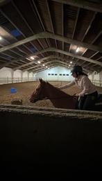 Demi pension pour jument bloom 5 ans, Animaux & Accessoires, Chevaux, Jument, 160 à 165 cm, 3 à 6 ans