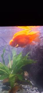 Vissen, Dieren en Toebehoren