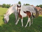 Paint merrie veulen APHA, Dieren en Toebehoren, Merrie, Gechipt