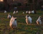 GRATIS Witte Chinese zijdehoenders hanen, Dieren en Toebehoren