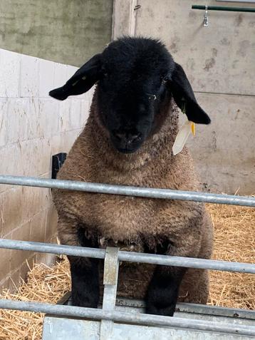 suffolk ramlam beschikbaar voor biedingen