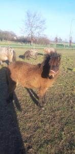 pony jaarling te koop, Onbeleerd, Merrie, 0 tot 2 jaar, A pony (tot 1.17m)