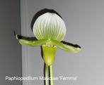 Bloeiende Orchidee Paphiopedilum Maudiae 'Femma' , Ophalen of Verzenden