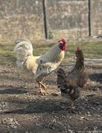 Poules et coq, Animaux & Accessoires, Enlèvement