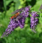 Buddleia - Arbre à papillons - hauteur 150 cm, Jardin & Terrasse, Plantes | Arbustes & Haies, 100 à 250 cm, Enlèvement ou Envoi