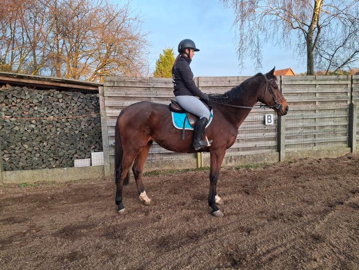 Leuke ruin, Dieren en Toebehoren, Paarden, Ruin
