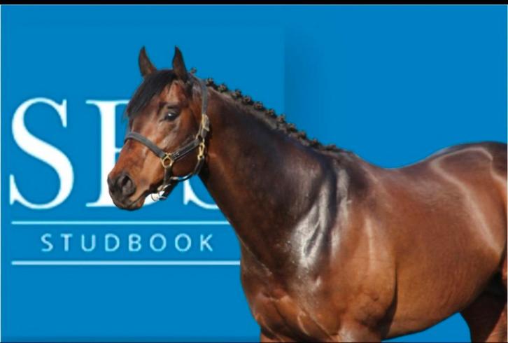 Éleveurs et jeunes chevaux, Animaux & Accessoires, Chevaux & Poneys | Étalons & Juments poulinières, Jument