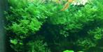 Aquarium mos, Dieren en Toebehoren, Ophalen, Nieuw