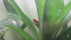Oophaga pumilio's, Dieren en Toebehoren, Reptielen en Amfibieën, Amfibie, 0 tot 2 jaar