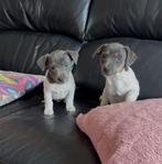 Jack Russell pups, Dieren en Toebehoren, Honden | Jack Russells en Terriërs, België, Fokker | Hobbymatig, Jack Russell Terriër