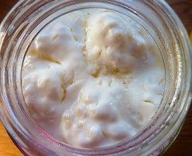 Verse melkkefir korrels, Diversen, Levensmiddelen, Ophalen