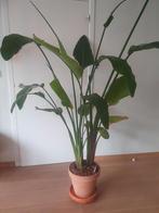Strelitzia - Paradijsvogelplant, Huis en Inrichting, Ophalen